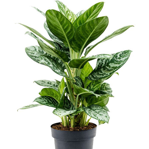 Aglaonema Amazon Silver 12/30 Plants Almost Paradise Berlin 