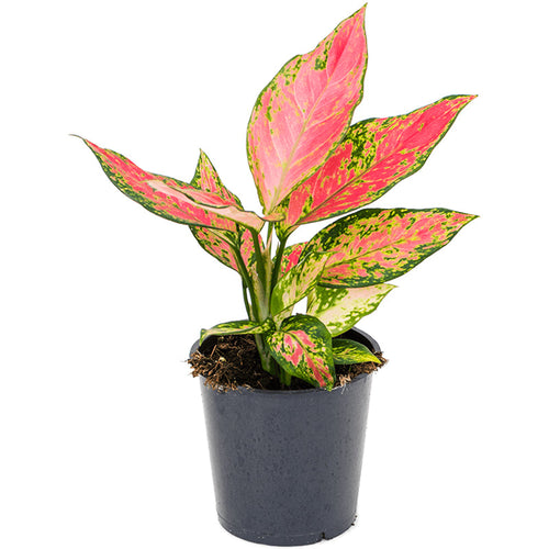 Aglaonema 