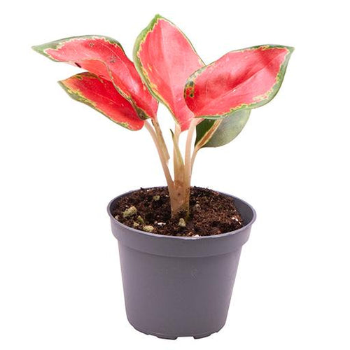 Aglaonema 