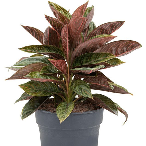 Aglaonema Chocolate 14/35 Plants Almost Paradise Berlin 