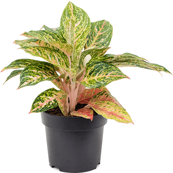 Aglaonema Cocomelon 19/45 Plants Almost Paradise Berlin 