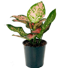Load image into Gallery viewer, Aglaonema &quot;Crimson Love&quot; 12/25 Plants Almost Paradise Berlin 
