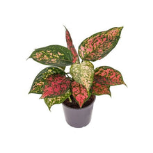 Load image into Gallery viewer, Aglaonema &quot;Crimson Love&quot; 12/30 Plants Almost Paradise Berlin 
