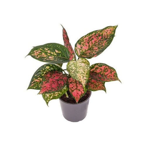 Aglaonema 