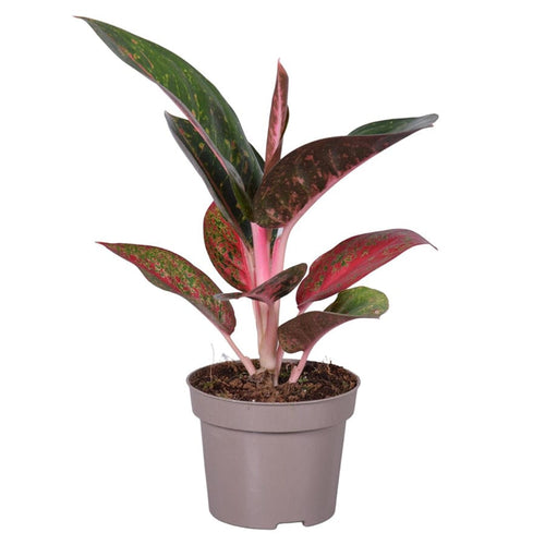 Aglaonema Dark Star 12/30 Plants Almost Paradise Berlin 