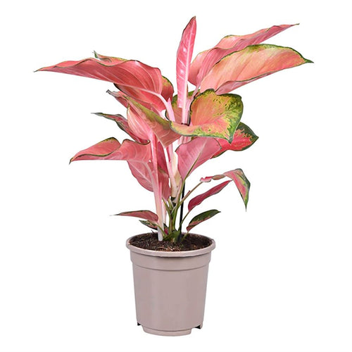 Aglaonema Flamingo 12/40 Plants Almost Paradise Berlin 