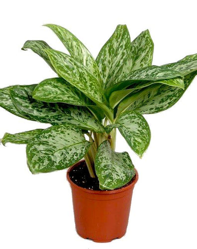 Aglaonema Green Lady 17/45 Plants Almost Paradise Berlin 