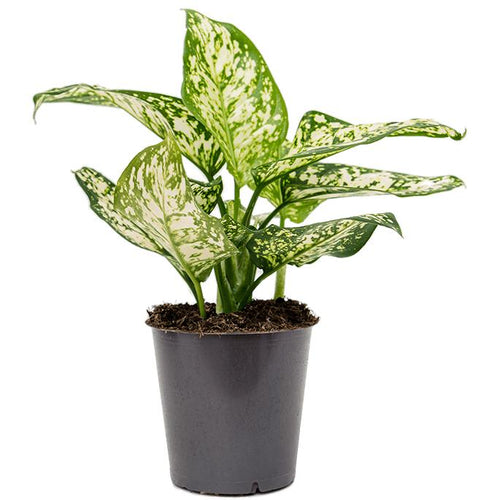 Aglaonema 