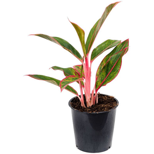 Aglaonema 