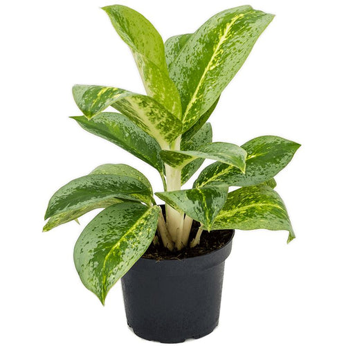 Aglaonema lemon mint 12/30 Plants Almost Paradise Berlin 