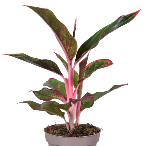 Aglaonema 