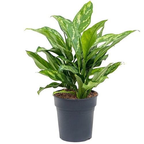 Aglaonema 