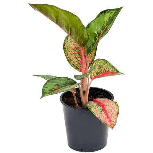 Aglaonema 