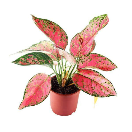 Aglaonema Pink 10.5/25 Plants Almost Paradise Berlin 