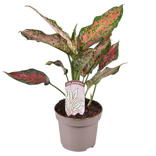 Aglaonema Point Star 12/30 Plants Almost Paradise Berlin 