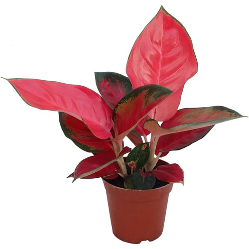 Aglaonema 