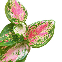 Load image into Gallery viewer, Aglaonema Red Zirkon baby plant Plants Almost Paradise Berlin 
