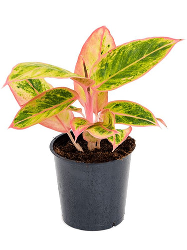 Aglaonema 'Salmon Fantasy' 12/25 Plants Almost Paradise Berlin 