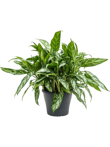 Aglaonema 