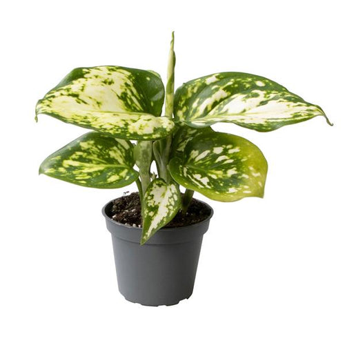 Aglaonema Snowflake baby plant Plants Almost Paradise Berlin 