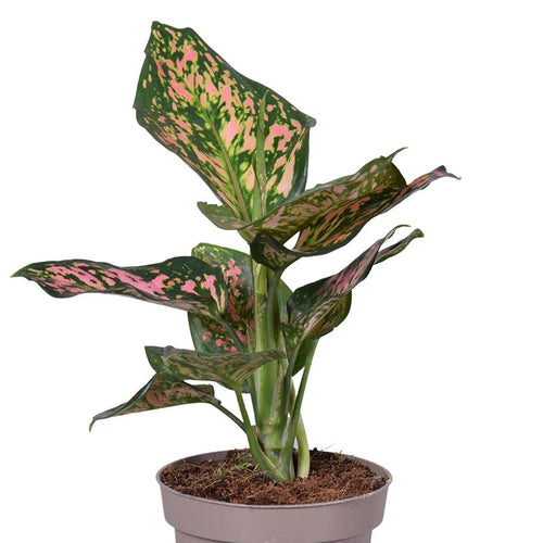 Aglaonema 