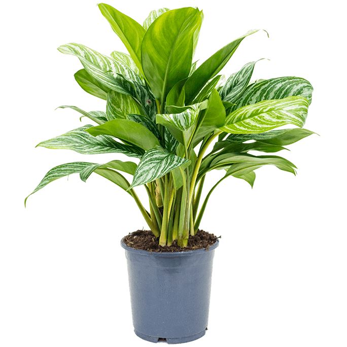 Aglaonema 