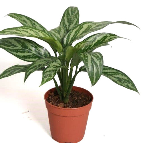 Aglaonema Tigres 12/30 Plants Almost Paradise Berlin 