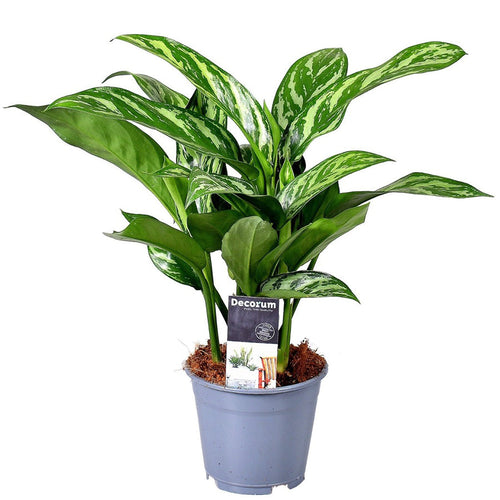 Aglaonema Tigres 14/45 Plants Almost Paradise Berlin 