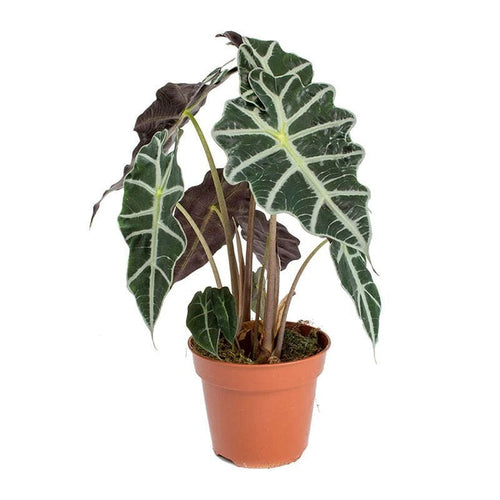 Alocasia amazonica 