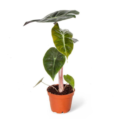 Alocasia baginda 