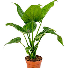 Load image into Gallery viewer, Alocasia cucullata 27/70 Plants Almost Paradise Berlin 
