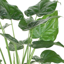 Lade das Bild in den Galerie-Viewer, Alocasia cucullata 27/70 Plants Almost Paradise Berlin 
