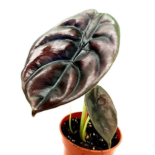 Alocasia cuprea 