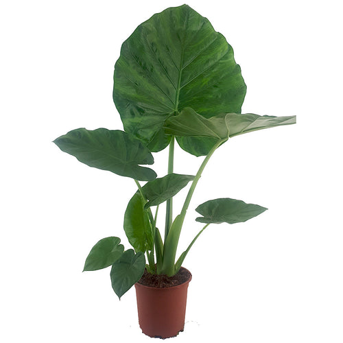 Alocasia macrorrhiza 19/90 Plants Almost Paradise Berlin 