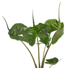 Load image into Gallery viewer, Alocasia macrorrhiza Stingray 17/65 Plants Almost Paradise Berlin 
