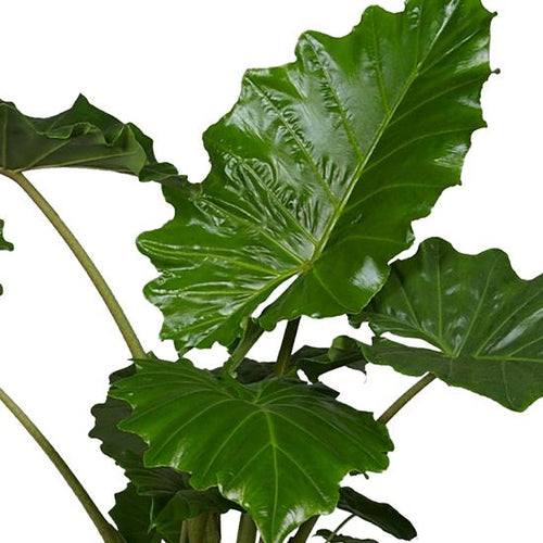 Alocasia Portodora 35/150 in deco pot Plants Almost Paradise Berlin 