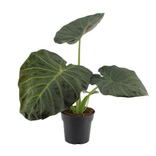 Load image into Gallery viewer, Alocasia Regal Shields 17/65 Plants Almost Paradise Berlin 
