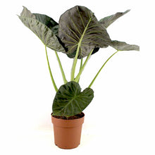 Load image into Gallery viewer, Alocasia Regal Shields 24/70 Plants Almost Paradise Berlin 
