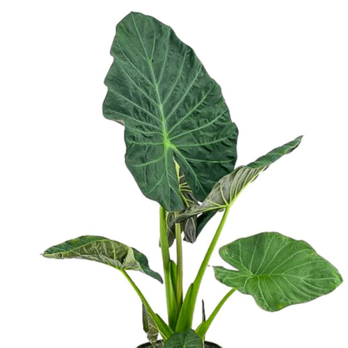 Alocasia Regal Shields 24/70 Plants Almost Paradise Berlin 