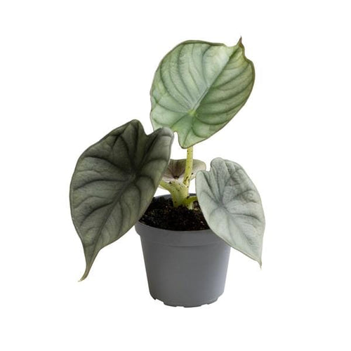 Alocasia Silver Nebula Baby plant Plants Almost Paradise Berlin 