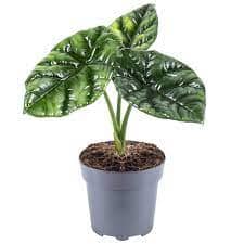 Alocasia Sinuata 10/35 Plants Almost Paradise Berlin 