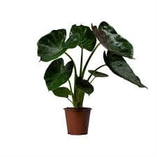 Alocasia Wentii 19/70 Plants Almost Paradise Berlin 