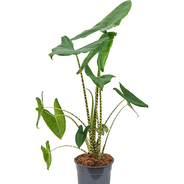 Alocasia zebrina 17/70 Plants Almost Paradise Berlin 