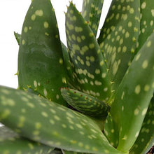 Load image into Gallery viewer, Aloe &quot;Paradisicum&quot; 10.5/15 Plants Almost Paradise Berlin 
