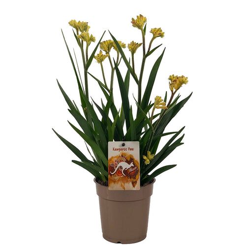 Anigozanthos Beauty Yellow - Kangaroo Paw 12/40 Plants Almost Paradise Berlin 