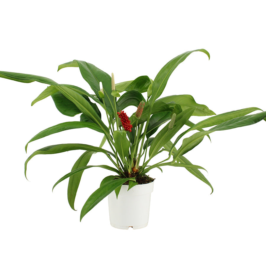 Anthurium andr. Bakeri 14/45 Plants Almost Paradise Berlin 