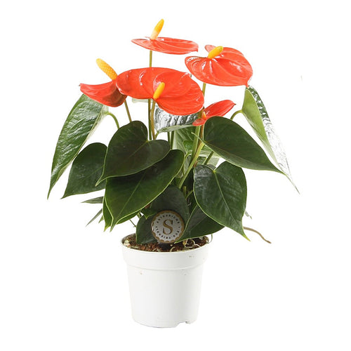 Anthurium andreanum 