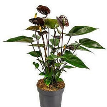Load image into Gallery viewer, Anthurium &quot;Black Love&quot; 12/40 Plants Almost Paradise Berlin 
