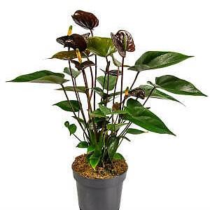 Anthurium 