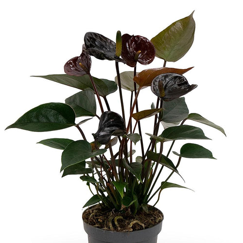 Anthurium 